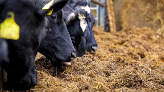 Dairy farmers have ‘borne the brunt’ of contracts for ‘far too long’ – NFU