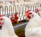 Banham Poultry reopens after Covid-19 outbreak forced closure