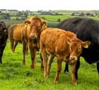 Oxford professor calls on EU to change methane calculation definition