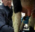 Milk composition a ‘lost opportunity’ for NI’s dairy sector