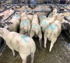 Don’t take the risk, quarantine newly-purchased sheep