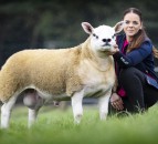 ‘Most talked about lamb of the year’ goes for 350,000gns in Scotland
