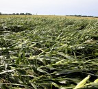 Winds topple US corn crops