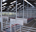 Poots rejects ammonia threshold at the centre of NI’s agricultural planning row