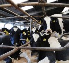 Scots project gets funding to develop digital dairy tracing