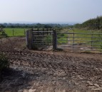 Escaped cow put down after walkers leave gate open
