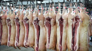 Levy holiday announced for English and Scottish pig producers