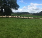 Time to assess your ewes’ BCS now