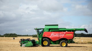 Budweiser UK now sourcing 100% of its barley from British farms