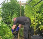 Police seize ‘large cultivation’ of cannabis plants from farm