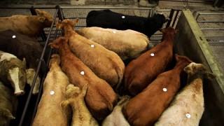 Market prices well up despite potential ‘clouds on the horizon’