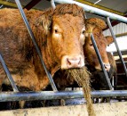 2 NI beef processors secure access for US export
