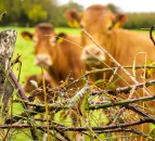 Fears PGI could prevent NI farmers from using term ‘Irish grass-fed beef’