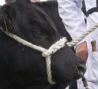 Godfrey Neal bursary opens for young beef-stockpeople