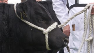 New project launched to assure the authenticity of British Aberdeen-Angus beef