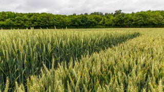 Future regulation of gene editing an important ‘first step’ says NFU