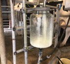 UFU and Holstein NI join forces on call for change to milk pricing