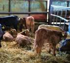 Increase in beef bulls on dairy farms drives NI’s increase in beef-sired calves