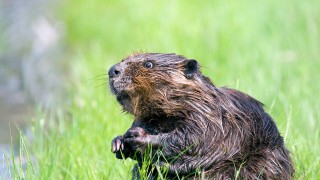 Beavers to be reintroduced into south-west England