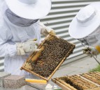 Defra launches the Healthy Bees Plan 2030 to help protect honey bees