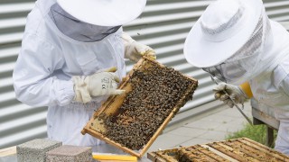 Honey bees under threat from highly-contagious disease outbreak
