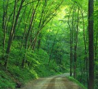 New measures announced to combat spreading tree disease