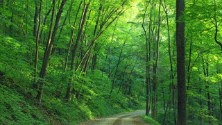 New £6 million fund aims to increase woodland cover and create jobs