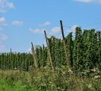 Hop growers left questioning their viability after drop in demand due to Covid-19