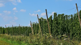 Hop growers left questioning their viability after drop in demand due to Covid-19