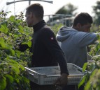 Updated rules for seasonal farm workers arriving into the UK