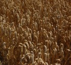 Spring barley yields above average according to the AHDB