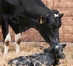 Live yeast supplement secures authorisation for use in calves until 2030