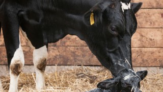 Live yeast supplement secures authorisation for use in calves until 2030