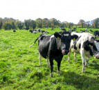 GDT index lifts in latest auction for back-to-back increases