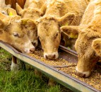 Survey launched to tackle health and disease challenges across the ruminant sectors