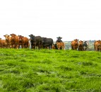 DAERA publishes ‘Farm Business Data’ handbook