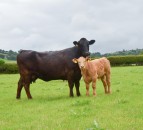 Autumn-calving advice for farmers