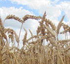 Which countries are most likely to impact on your grain prices?