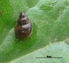 AFBI warns of the risks of liver fluke infection this winter