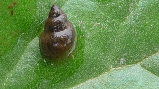 AFBI warns of the risks of liver fluke infection this winter