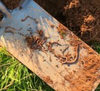 Soil health: ‘The most valuable tool on your farm is your spade’
