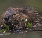 NFU urges members to partake in beaver survey