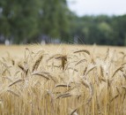 Report: 60% of global population worries about food safety