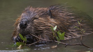 Release of beavers a ‘short-sighted’ move – FUW