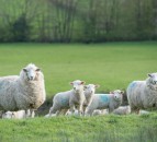 Farmers urged to give views on NI’s Rural Needs Act
