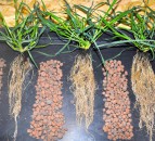 Root and yield-boosting seed treatment gains UK approval for spring wheat