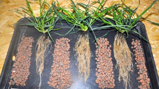 Root and yield-boosting seed treatment gains UK approval for spring wheat
