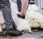 Sheep shearer shortage issue 'has not hit my desk' - Defra chief