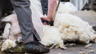 Shear brilliance of UK shearers during Covid-19