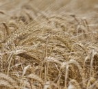 Bumper UK barley crop will not make up for reduction in wheat production